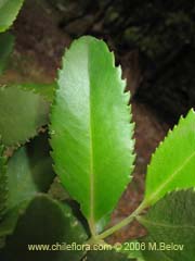 Bild von Laureliopsis philippiana (Tepa/Laurela)